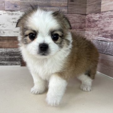 チワマル(チワワ×マルチーズ)【愛知県・女の子・2025年10月9日・レッド&ホワイト】の写真「とっても甘えん坊な可愛い女の子です🎵」