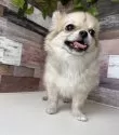 チワワ(ロング)【愛知県・女の子・2025年2月2日・フォーン&ホワイト】の写真9