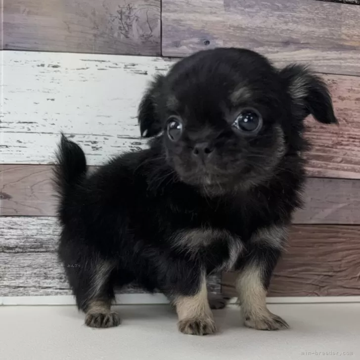 ID:2410-05606の子犬