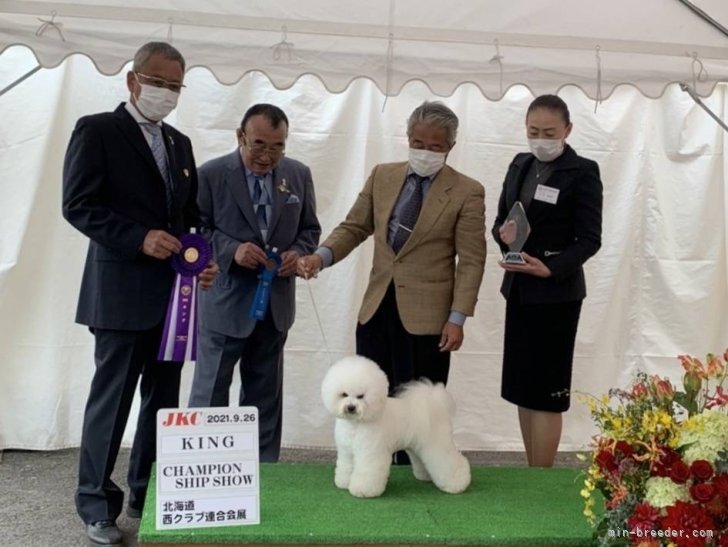 鹿島　則子(かしま　のりこ)ブリーダー(埼玉県・ビションフリーゼ・JKC登録)の紹介写真2