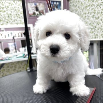 ビションフリーゼ【埼玉県・男の子・2025年7月13日・白】の写真「血統有料」