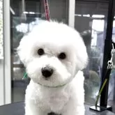 ビションフリーゼ
