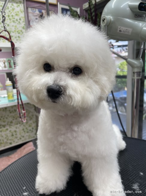 ビションフリーゼ【・女の子・2022年5月7日・白】「ママは日韓ハーフ犬色素も濃くて可愛いです」