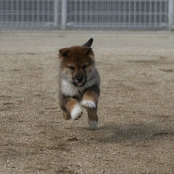 全国の四国犬のブリーダーのブログ特集 2ページ目 みんなのペットライフ