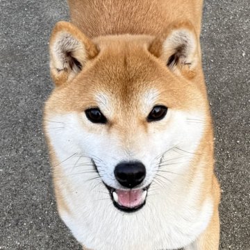 柴犬(標準サイズ)【愛媛県・女の子・2023年9月5日・赤】の写真「★小振りな女の子をお求め安く★」