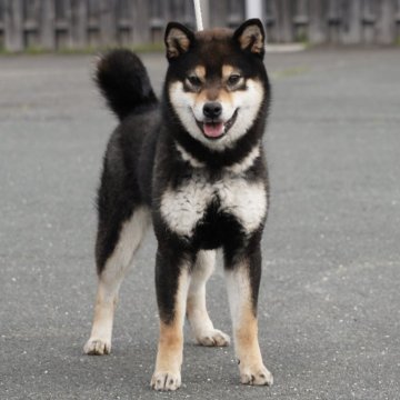 柴犬(標準サイズ)【愛媛県・女の子・2024年5月20日・黒】の写真「★両親共賞歴多数有り★優良血統★早期引退★」