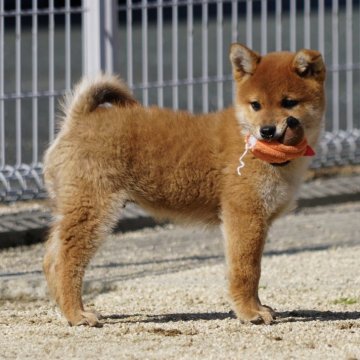 柴犬(標準サイズ)【愛媛県・男の子・2024年11月27日・赤】の写真「★両親共賞歴多数有り★優良血統★」