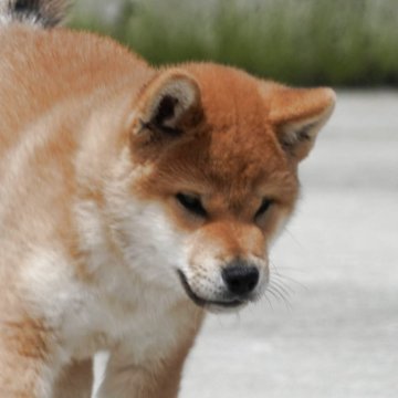 柴犬(標準サイズ)【愛媛県・男の子・2025年3月30日・赤】の写真「★両親共賞歴多数有り★優良血統★ショータイプ★」