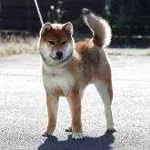 柴犬(標準サイズ)