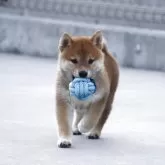 柴犬(標準サイズ)