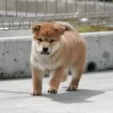 柴犬(標準サイズ)