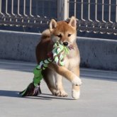 柴犬(標準サイズ)