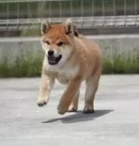 柴犬(標準サイズ)【愛媛県・男の子・2025年3月30日・赤】の写真2
