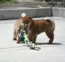 柴犬(標準サイズ)【愛媛県・男の子・2025年3月30日・赤】の写真7