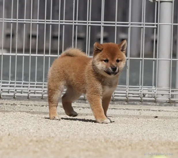 ID：2110-00630の子犬