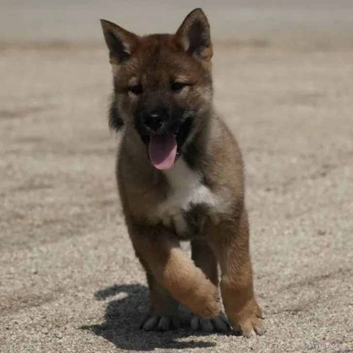 ID:2303-04925の子犬