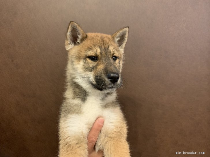 四国犬 愛媛県 女の子 年9月10日 胡麻 とにかく性格バツグンに良いです みんなのブリーダー 子犬id 11