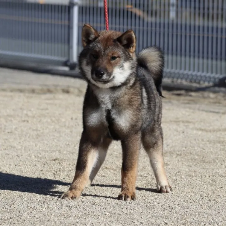 ヘッケル 様のお迎えした子犬