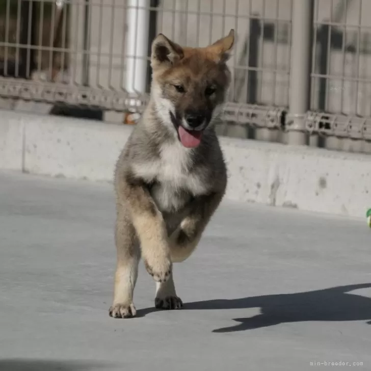 M.M 様のお迎えした子犬