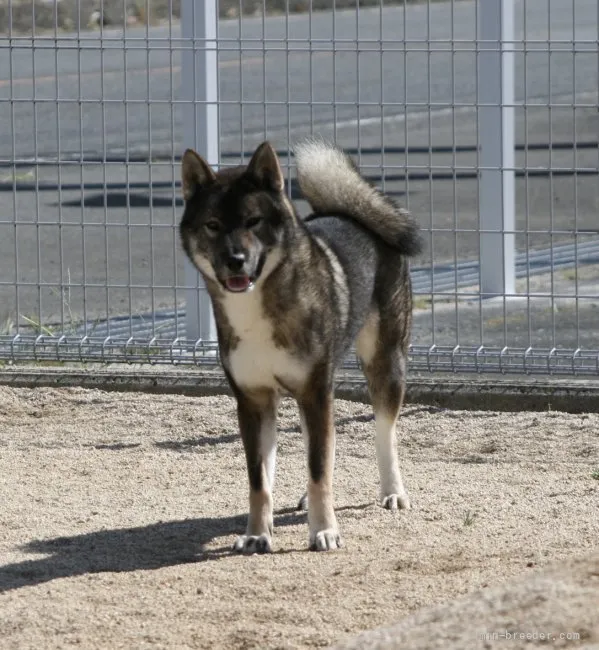 m.o 様のお迎えした子犬