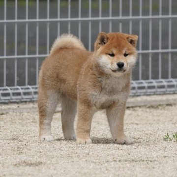 柴犬(標準サイズ)【愛媛県・男の子・2024年2月16日・赤】の写真「★ハイグレード★ショータイプ★お求め安く★」
