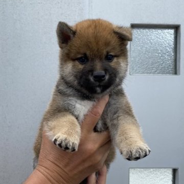 柴犬(標準サイズ)【愛媛県・男の子・2023年5月5日・赤】の写真「優良血統❣️お求め安い価格にて😃」