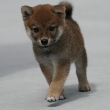 柴犬(豆柴)【愛媛県・男の子・2023年7月15日・赤】の写真「★超ミニ★豆柴サイズ★健康★優良血統★」