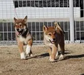 四国犬【愛媛県・男の子・2022年7月20日・赤胡麻】の写真2「妹と一緒に❤️」