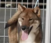 四国犬【愛媛県・女の子・2023年7月23日・胡麻】の写真4