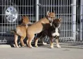 四国犬【愛媛県・男の子・2022年7月20日・赤胡麻】の写真4「みんなでパチリ😊」