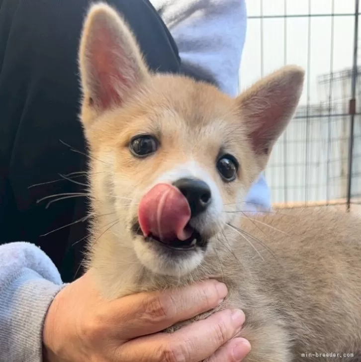 豆柴【宮崎県・女の子・2025年7月18日・赤】の写真1「体重1.75キロあずきサイズです💫」