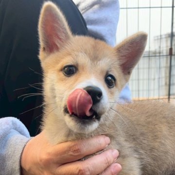 柴犬(豆柴)【宮崎県・女の子・2025年7月18日・赤】の写真「極小豆柴ちゃん💫あずきサイズです✨️」