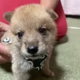 豆柴