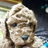 トイプードル(トイ)