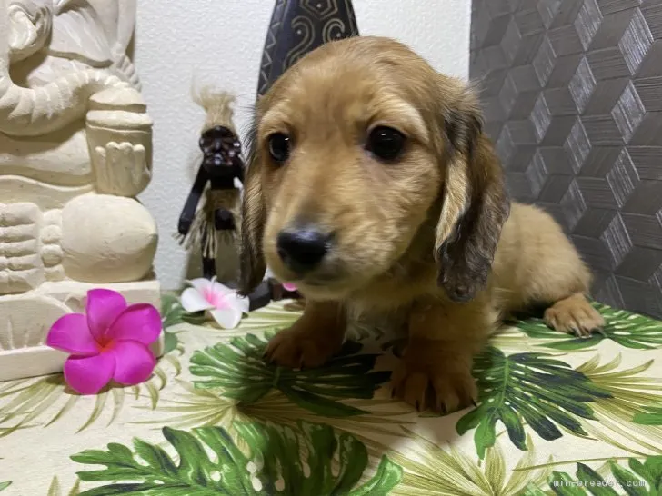 ID：2010-02659の子犬