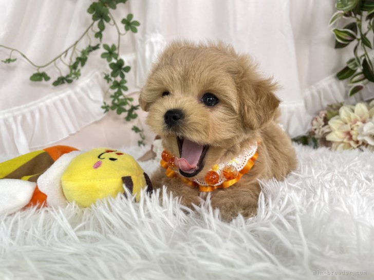 本澤澄枝ブリーダーのブログ：べぇぇぇえ🐶🩷