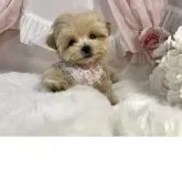 マルプー(マルチーズ×トイプードル)【栃木県・女の子・2025年5月1日・アプリコット】の写真10