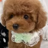 タイニープードル【栃木県・男の子・2025年7月31日・レッド】の写真7