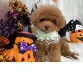 タイニープードル【栃木県・男の子・2025年7月31日・レッド】の写真8