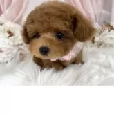 ティーカッププードル【栃木県・女の子・2025年5月12日・レッド】の写真9