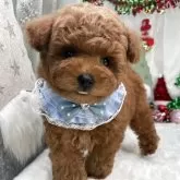 タイニープードル【栃木県・男の子・2025年9月20日・レッド】の写真14