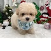 マルプー(トイプードル×マルチーズ)【栃木県・男の子・2025年9月11日・アプリコット】の写真5