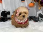 ティーカッププードル【栃木県・女の子・2025年7月7日・レッド】の写真5