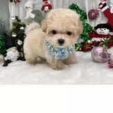 マルプー(トイプードル×マルチーズ)【栃木県・男の子・2025年9月11日・アプリコット】の写真6