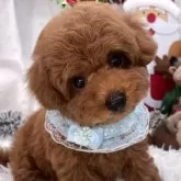 トイプードル(トイ)【栃木県・男の子・2025年9月22日・レッド】の写真7