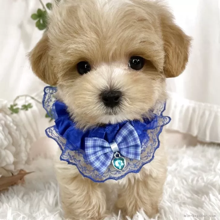 H.T 様のお迎えした子犬