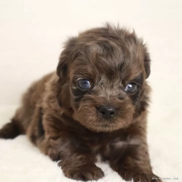 ID:2501-03451の子犬