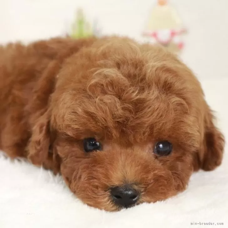 ID：2412-07787の子犬