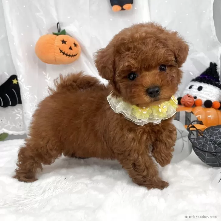 ID：2509-06498の子犬