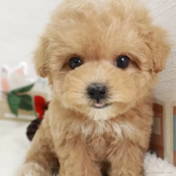 ID：2412-04797の子犬